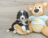 8 week old Mini Bernedoodle Puppy For Sale - Puppy Love PR