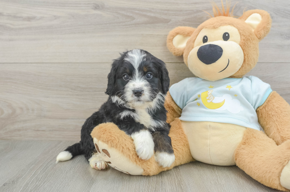 6 week old Mini Bernedoodle Puppy For Sale - Puppy Love PR