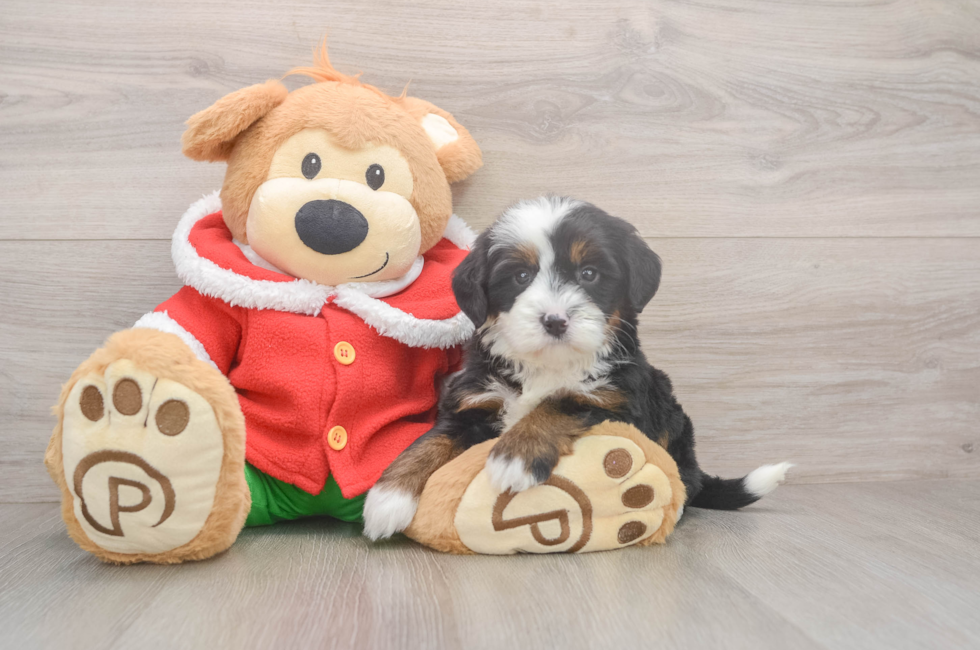 6 week old Mini Bernedoodle Puppy For Sale - Puppy Love PR