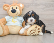 6 week old Mini Bernedoodle Puppy For Sale - Puppy Love PR