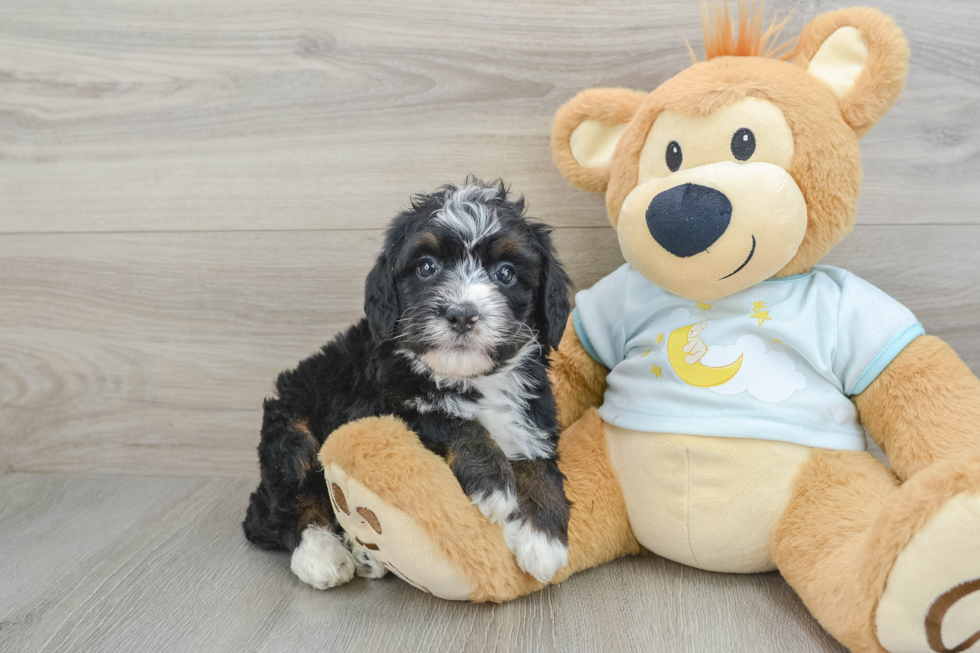 Best Mini Bernedoodle Baby