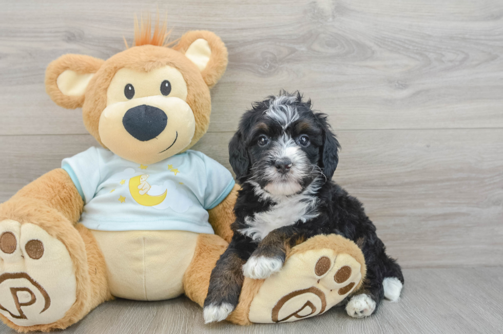 6 week old Mini Bernedoodle Puppy For Sale - Puppy Love PR