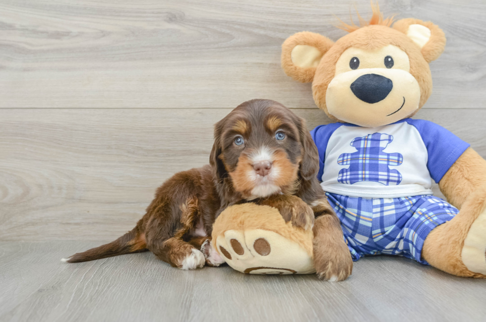 5 week old Mini Bernedoodle Puppy For Sale - Puppy Love PR