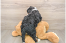 Mini Bernedoodle Puppy for Adoption