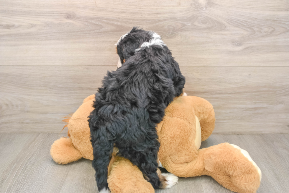 Mini Bernedoodle Puppy for Adoption