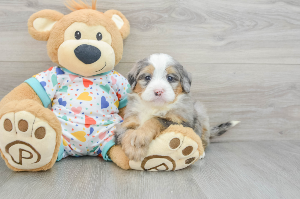 6 week old Mini Bernedoodle Puppy For Sale - Puppy Love PR