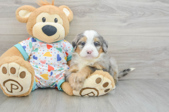 Cute Mini Bernedoodle Baby