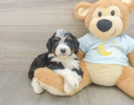 8 week old Mini Bernedoodle Puppy For Sale - Puppy Love PR