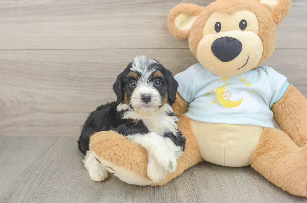 6 week old Mini Bernedoodle Puppy For Sale - Puppy Love PR