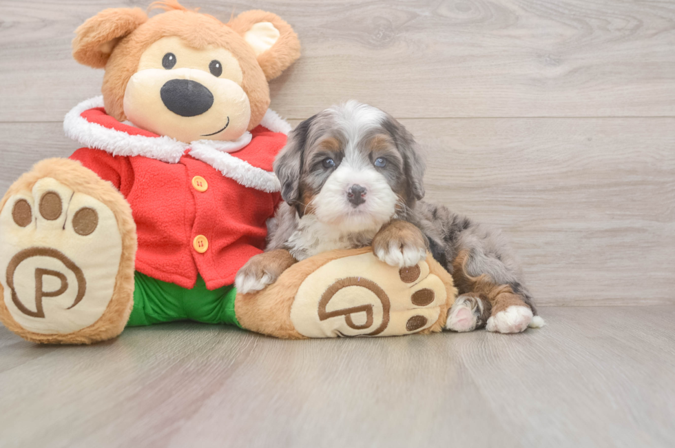 6 week old Mini Bernedoodle Puppy For Sale - Puppy Love PR