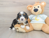 5 week old Mini Bernedoodle Puppy For Sale - Puppy Love PR