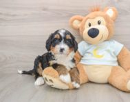 7 week old Mini Bernedoodle Puppy For Sale - Puppy Love PR
