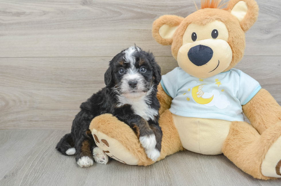 6 week old Mini Bernedoodle Puppy For Sale - Puppy Love PR