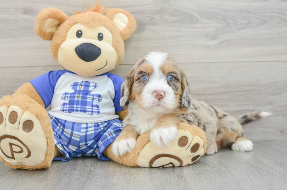 5 week old Mini Bernedoodle Puppy For Sale - Puppy Love PR