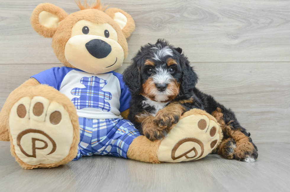 5 week old Mini Bernedoodle Puppy For Sale - Puppy Love PR