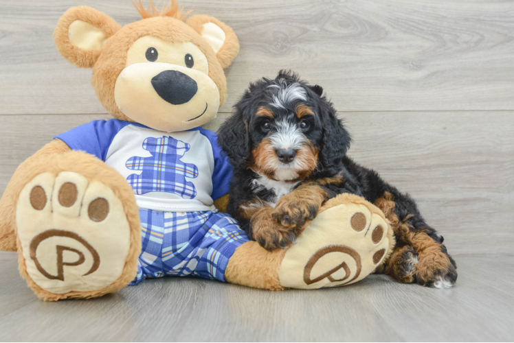 Meet Toro - our Mini Bernedoodle Puppy Photo 1/3 - Puppy Love PR Mini Bernedoodle Pup Being Cute
