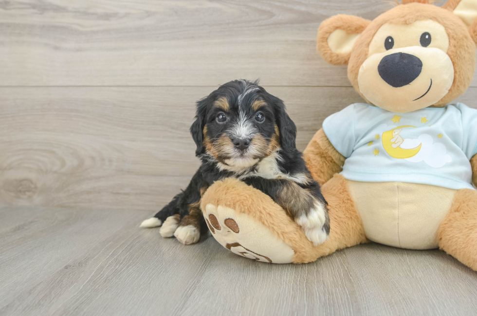 6 week old Mini Bernedoodle Puppy For Sale - Puppy Love PR