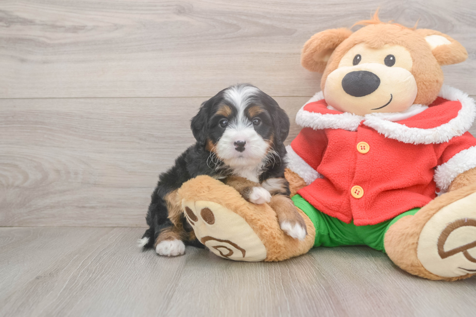 Mini Bernedoodle Puppy for Adoption