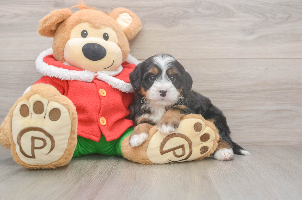 6 week old Mini Bernedoodle Puppy For Sale - Puppy Love PR