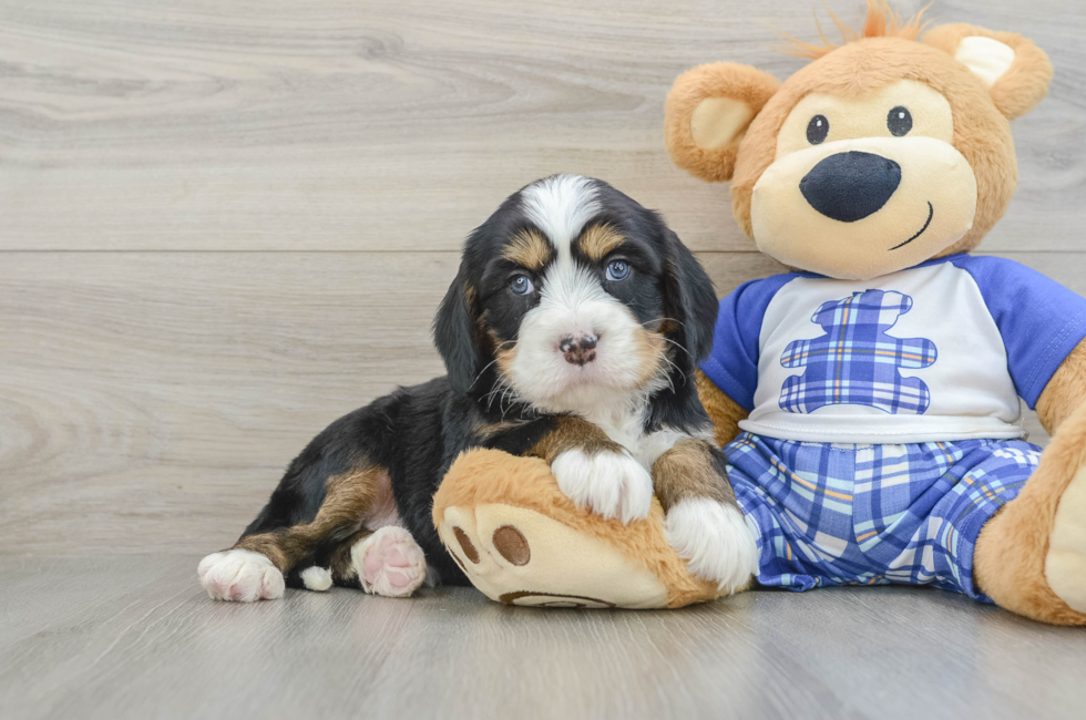 5 week old Mini Bernedoodle Puppy For Sale - Puppy Love PR