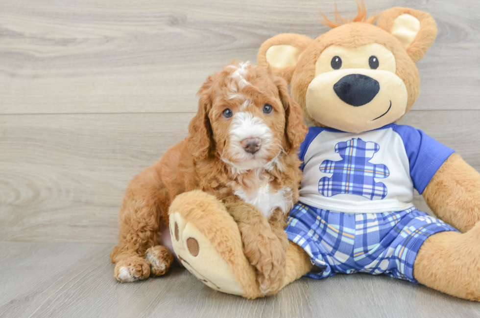 5 week old Mini Bernedoodle Puppy For Sale - Puppy Love PR