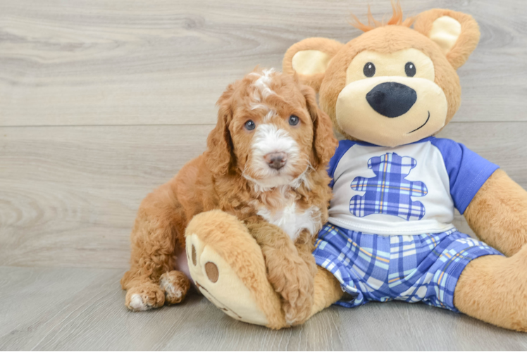 Meet Trey - our Mini Bernedoodle Puppy Photo 1/3 - Puppy Love PR Funny Mini Bernedoodle Poodle Mix Pup