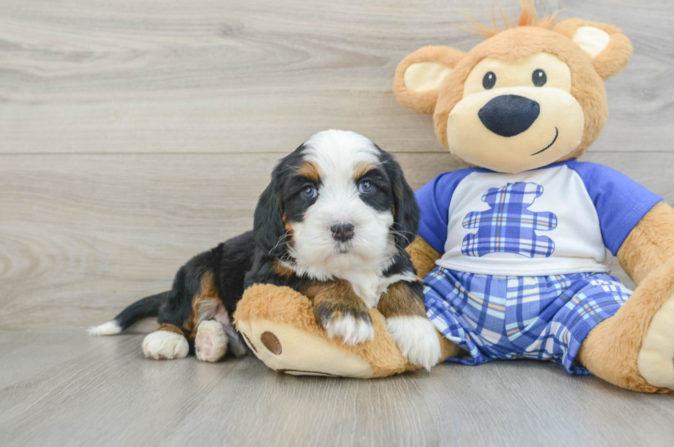 5 week old Mini Bernedoodle Puppy For Sale - Puppy Love PR