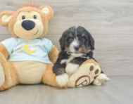 8 week old Mini Bernedoodle Puppy For Sale - Puppy Love PR