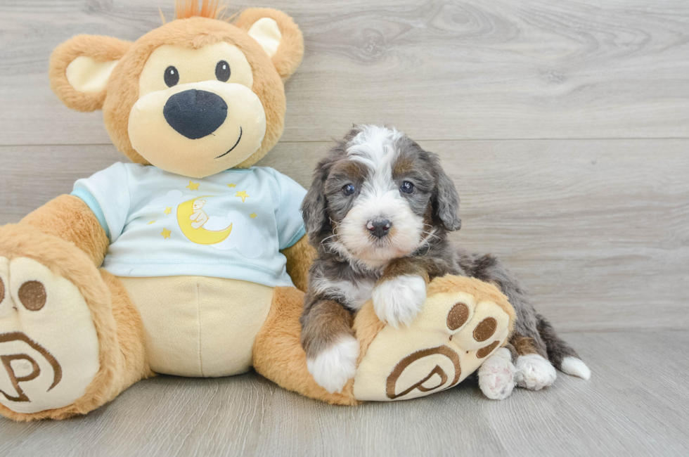 6 week old Mini Bernedoodle Puppy For Sale - Puppy Love PR