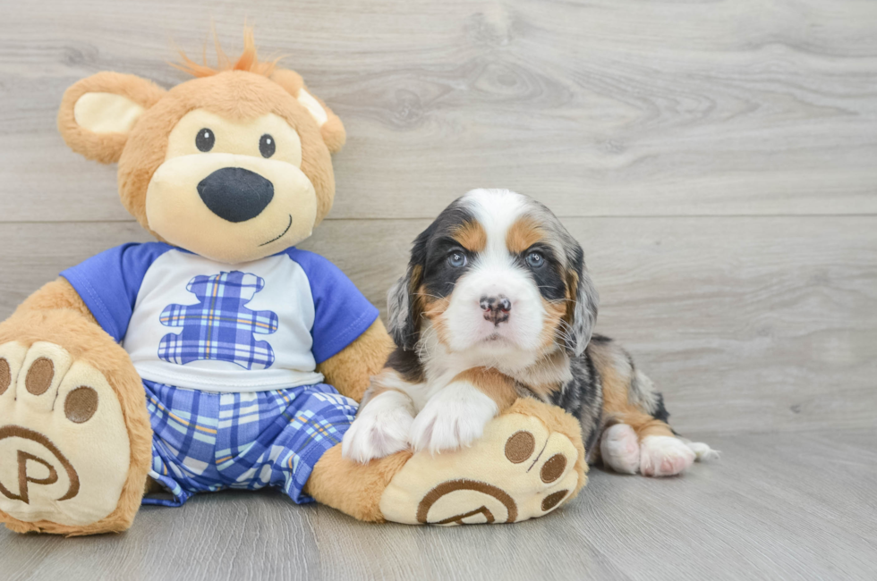 5 week old Mini Bernedoodle Puppy For Sale - Puppy Love PR