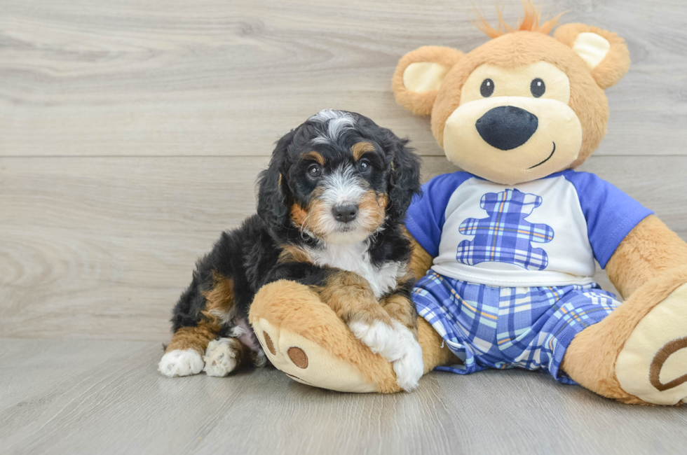 5 week old Mini Bernedoodle Puppy For Sale - Puppy Love PR