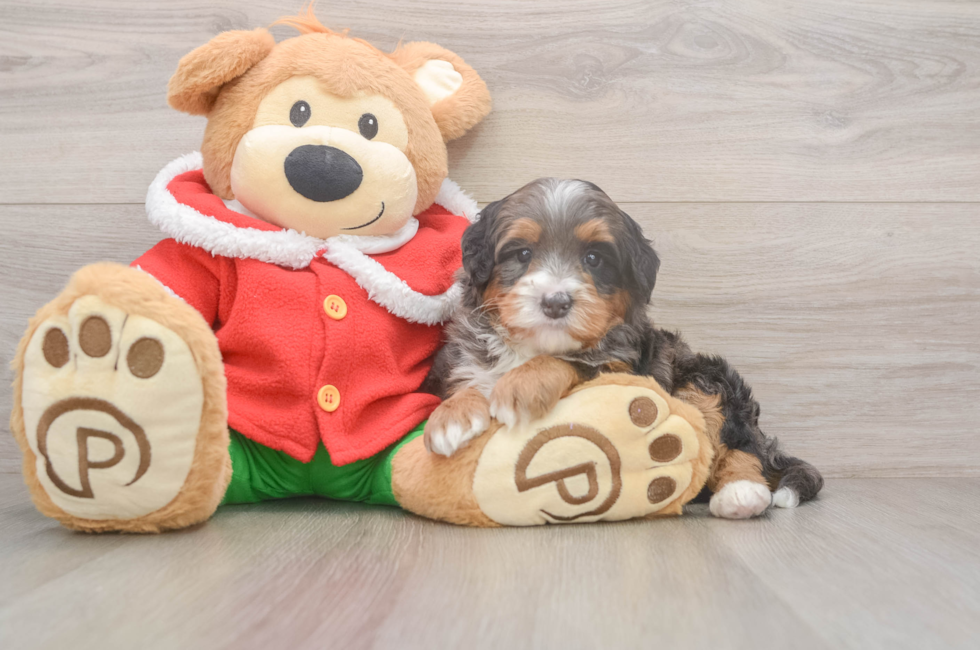 6 week old Mini Bernedoodle Puppy For Sale - Puppy Love PR