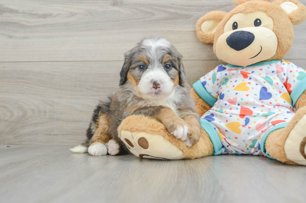 6 week old Mini Bernedoodle Puppy For Sale - Puppy Love PR