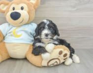 9 week old Mini Bernedoodle Puppy For Sale - Puppy Love PR
