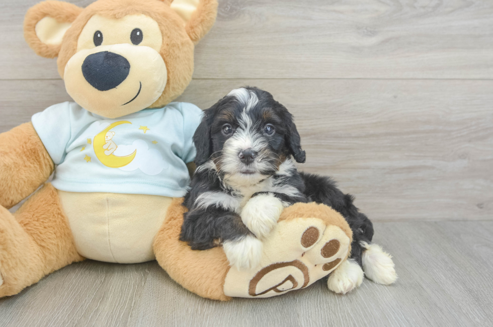 6 week old Mini Bernedoodle Puppy For Sale - Puppy Love PR