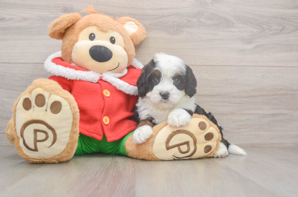 6 week old Mini Bernedoodle Puppy For Sale - Puppy Love PR