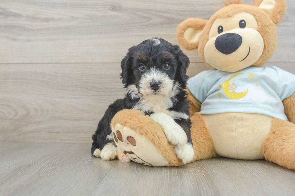 6 week old Mini Bernedoodle Puppy For Sale - Puppy Love PR