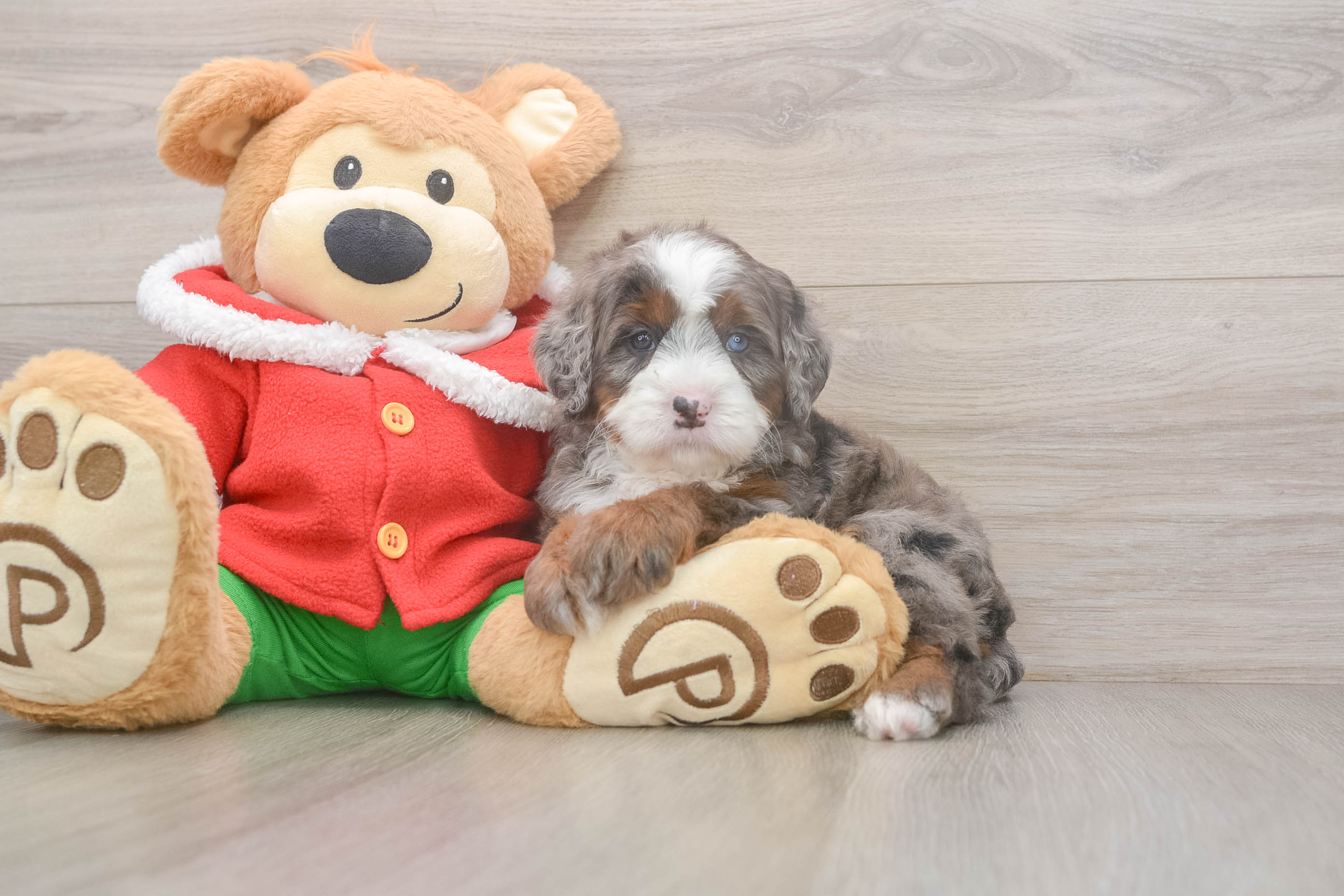Playful Mini Bernadoodle Poodle Mix Puppy