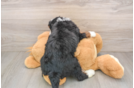 Happy Mini Bernedoodle Baby