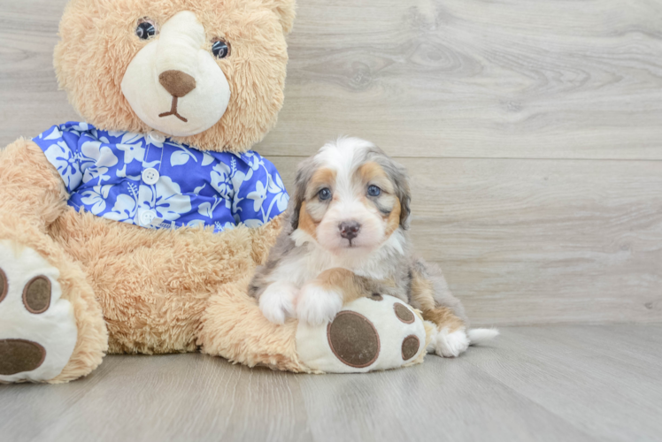 Meet Tulsa - our Mini Bernedoodle Puppy Photo 1/3 - Puppy Love PR Mini Bernedoodle Puppy for Adoption