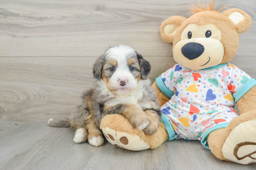 Mini Bernedoodle Pup Being Cute