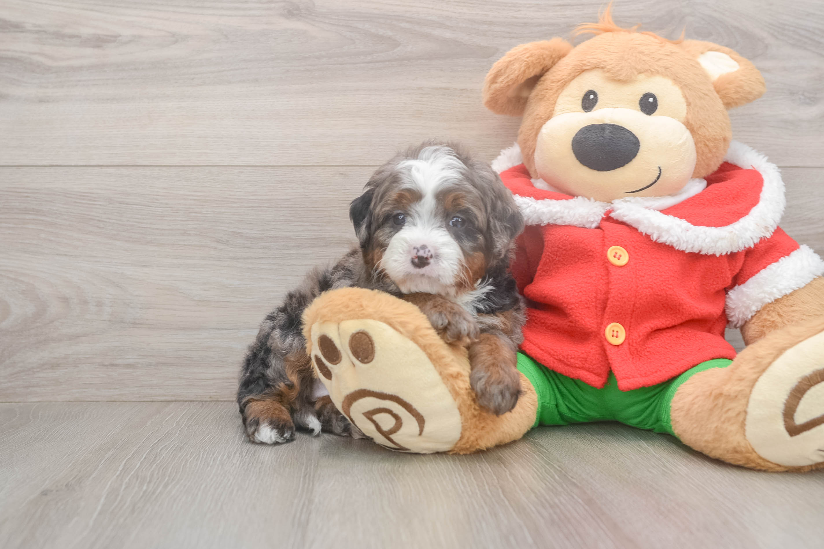 Mini Bernedoodle Pup Being Cute