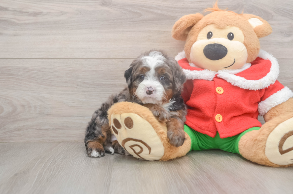6 week old Mini Bernedoodle Puppy For Sale - Puppy Love PR