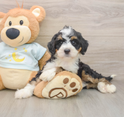 7 week old Mini Bernedoodle Puppy For Sale - Puppy Love PR