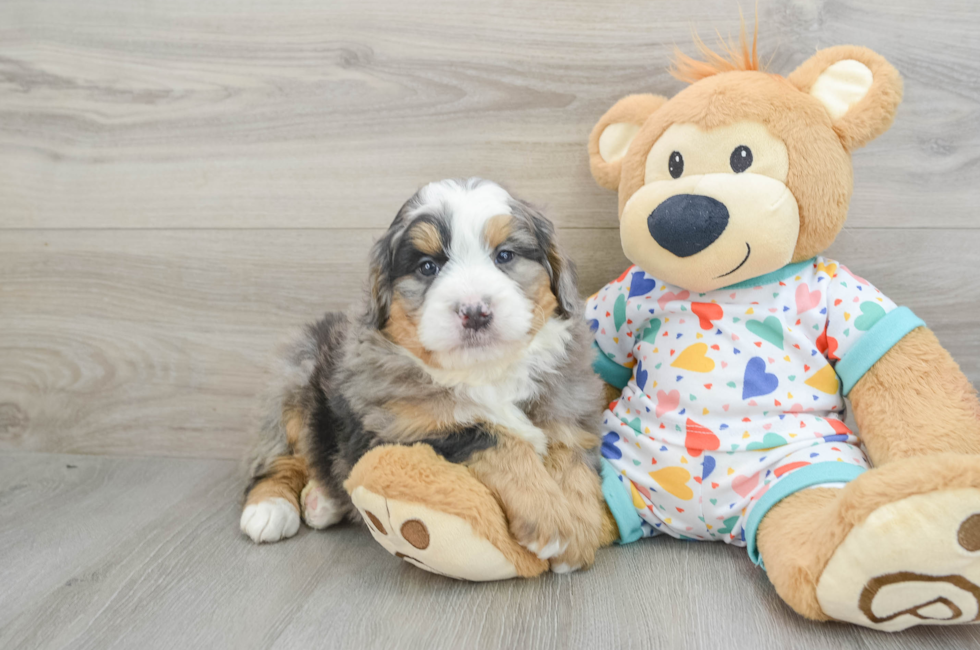 6 week old Mini Bernedoodle Puppy For Sale - Puppy Love PR