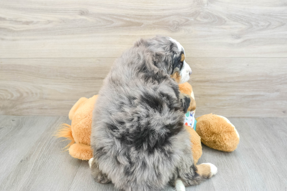 Mini Bernedoodle Pup Being Cute