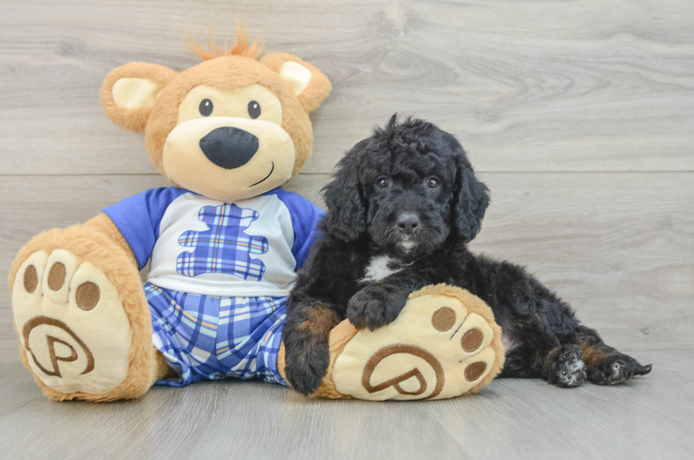 5 week old Mini Bernedoodle Puppy For Sale - Puppy Love PR