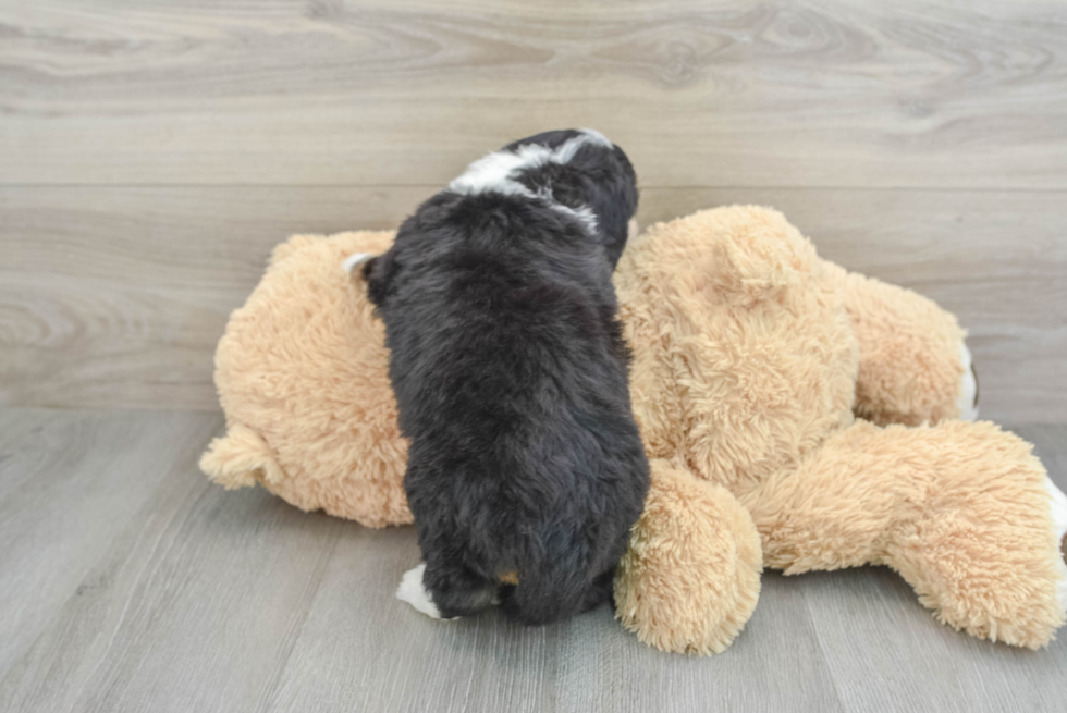 Popular Mini Bernedoodle Poodle Mix Pup