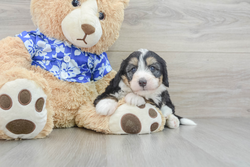 Mini Bernedoodle Pup Being Cute