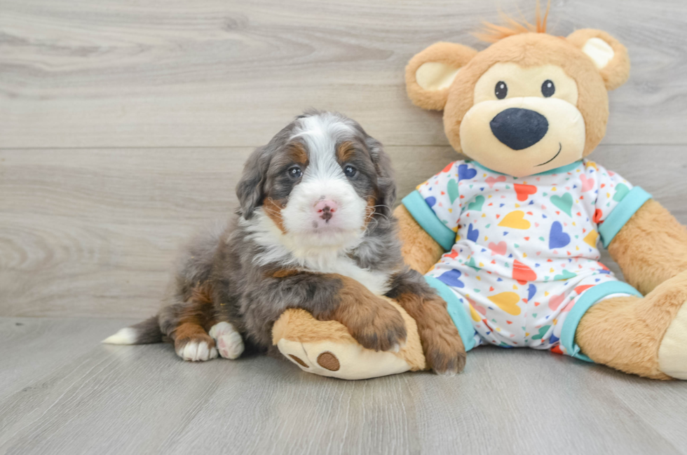 6 week old Mini Bernedoodle Puppy For Sale - Puppy Love PR